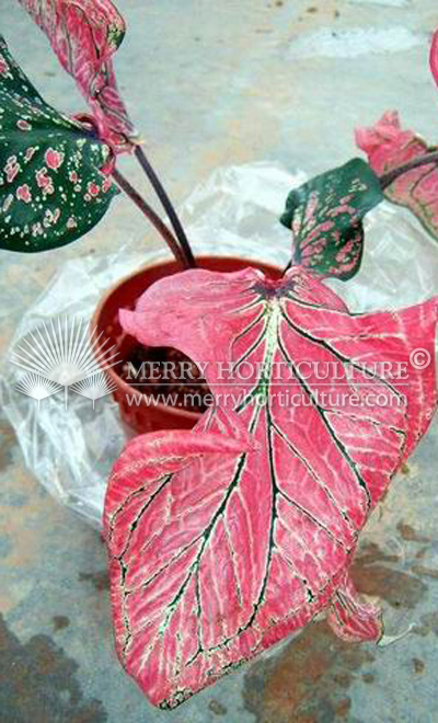 Caladium Pink Symhony